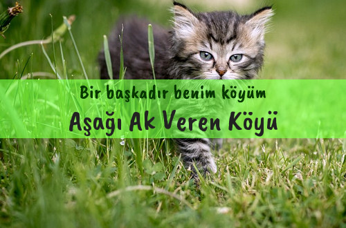 Aşağı Ak Veren Köyü